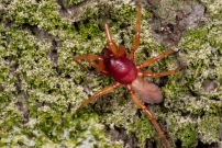 La Dysdre arme. Une femelle Araigne (Araneae - Dysderidae - Dysdera crocata)